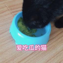 娱乐吃瓜猫咪视频大全下载,萌宠欢乐时光集锦